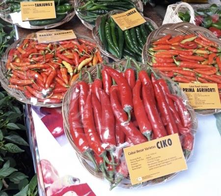 Jamin Ketersediaan Stok, Disperindag Imbau Petani  Atur Pola Tanam Cabai